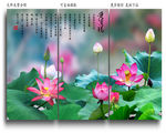 国画荷花