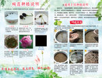 种植说明单页海报宣传页