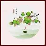 小青柑