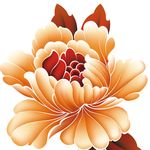 牡丹花