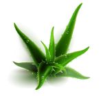 手绘矢量芦荟植物素材