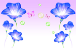牵牛花
