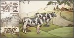 天然奶牛场