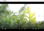 清晨阳光森林自然风景植物花卉生