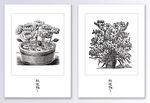简约线条植物装饰画