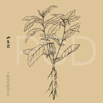 莨菪