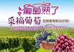 葡萄园采摘宣传展板