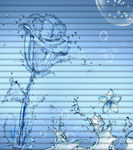 水珠  玫瑰