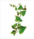 苦荞