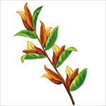 芝麻