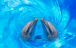 海豚