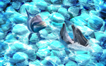 海豚