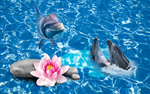 海豚
