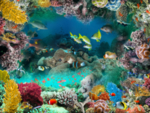 海底世界地板画
