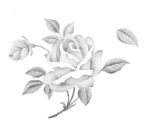 手绘玫瑰花