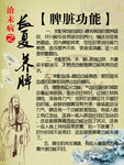 脾脏功能 养生 图片