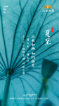 夏至 传统 节日 地产 背景