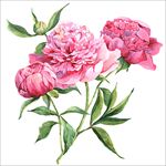 牡丹花