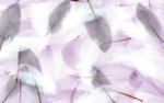 羽毛唯美工笔画玄关屏风背景底纹