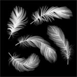 白光羽毛矢量素材