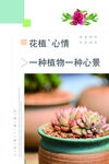 花植心情