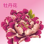 红牡丹