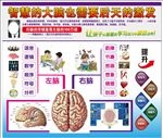 左右脑分工图