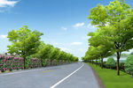 双向两车道榉树行道树布置景观