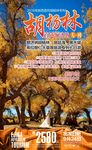 胡杨林海报
