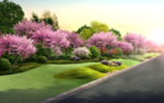 公路草地樱花绿化效果图