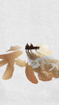 福