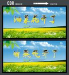 油菜花