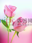 玫瑰
