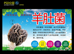 羊肚菌