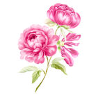 手绘花
