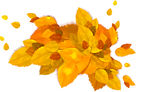金色秋枫枫叶落叶素材设计元素