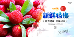 杨梅