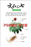 三七植株