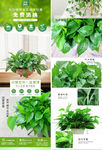 绿植详情页