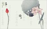 荷花