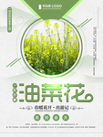 油菜花