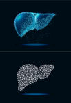 身体器官肝脏矢量图