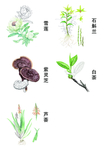 雪莲 芦荟 紫灵芝 石斛兰