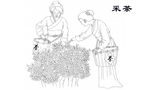 采茶人物