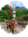 黄牛海报