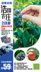 蓝莓