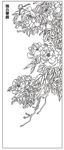 牡丹花