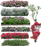 花树