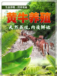 黄牛