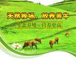 黄牛养殖海报